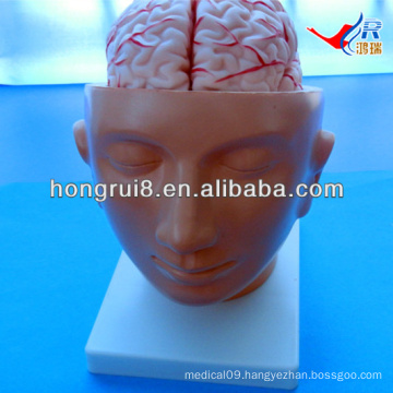 ISO Advanced Head Model , SKull with Brain on Head